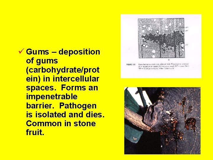 ü Gums – deposition of gums (carbohydrate/prot ein) in intercellular spaces. Forms an impenetrable