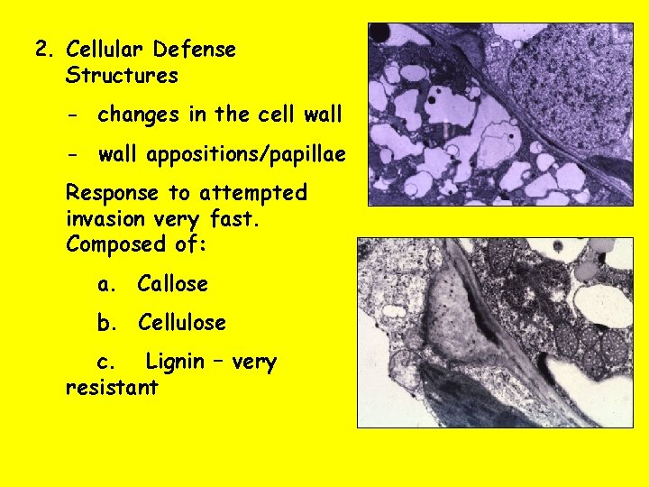 2. Cellular Defense Structures - changes in the cell wall - wall appositions/papillae Response