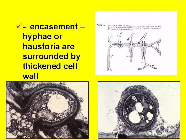 ü - encasement – hyphae or haustoria are surrounded by thickened cell wall 