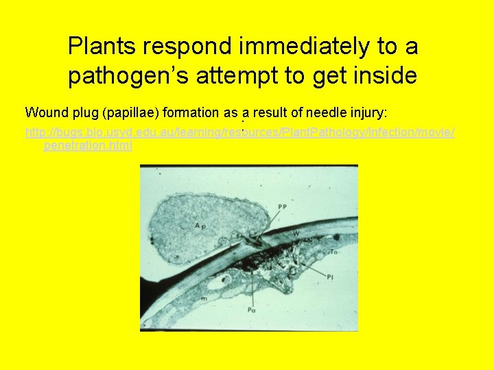 Plants respond immediately to a pathogen’s attempt to get inside Wound plug (papillae) formation