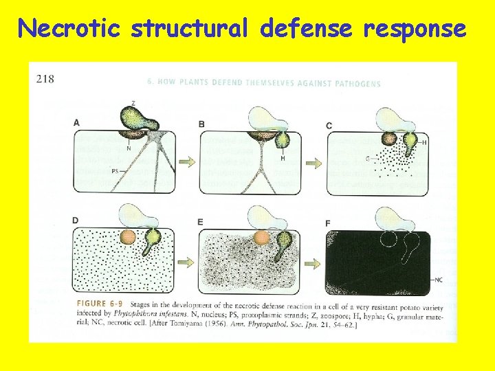 Necrotic structural defense response 