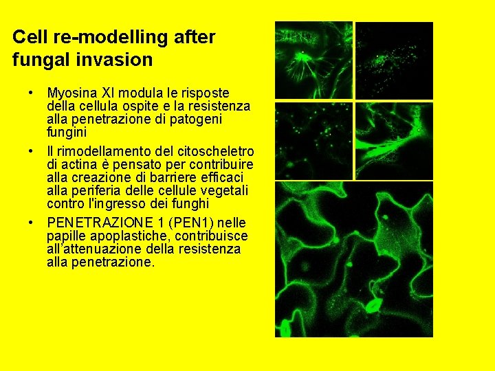 Cell re-modelling after fungal invasion • Myosina XI modula le risposte della cellula ospite