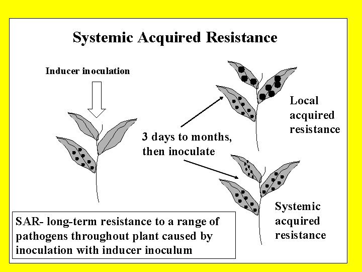 Systemic Acquired Resistance Inducer inoculation 3 days to months, then inoculate SAR- long-term resistance