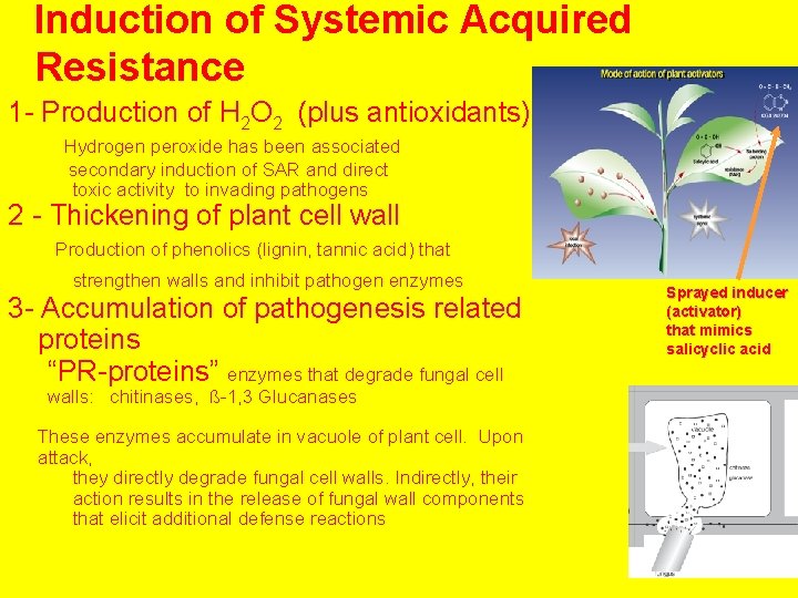 Induction of Systemic Acquired Resistance 1 - Production of H 2 O 2 (plus