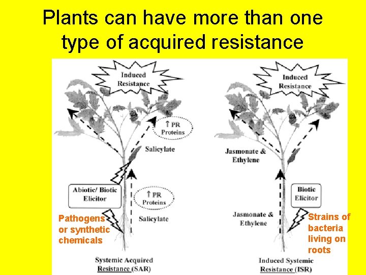 Plants can have more than one type of acquired resistance Pathogens or synthetic chemicals