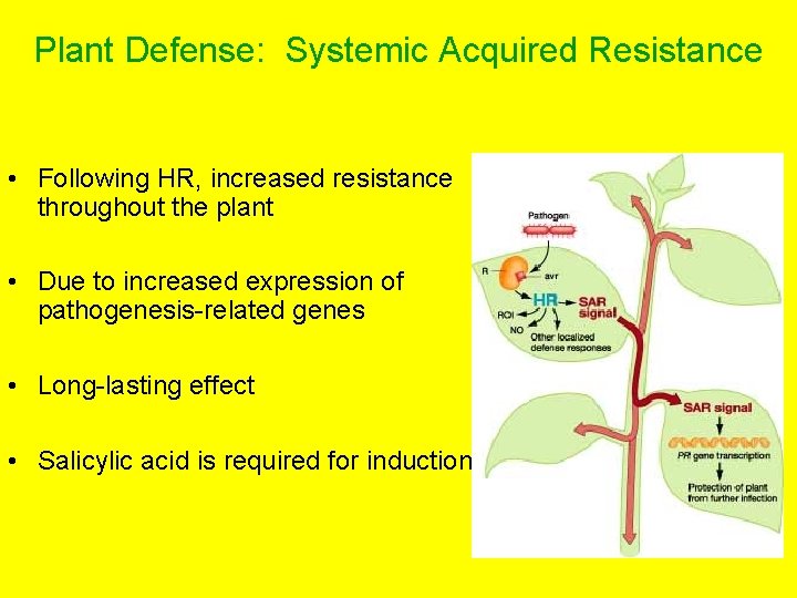 Plant Defense: Systemic Acquired Resistance • Following HR, increased resistance throughout the plant •