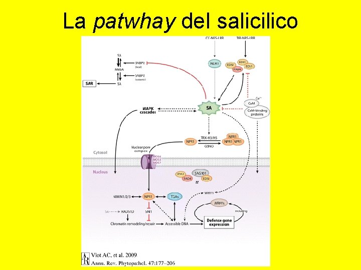 La patwhay del salicilico 