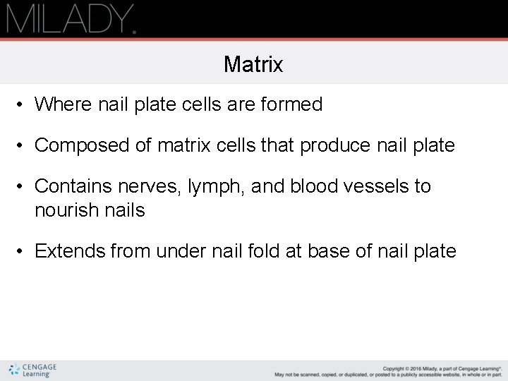 Matrix • Where nail plate cells are formed • Composed of matrix cells that