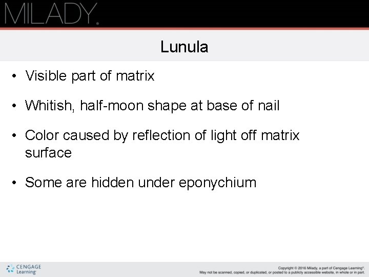 Lunula • Visible part of matrix • Whitish, half-moon shape at base of nail Lunula • Visible part of matrix • Whitish, half-moon shape at base of nail