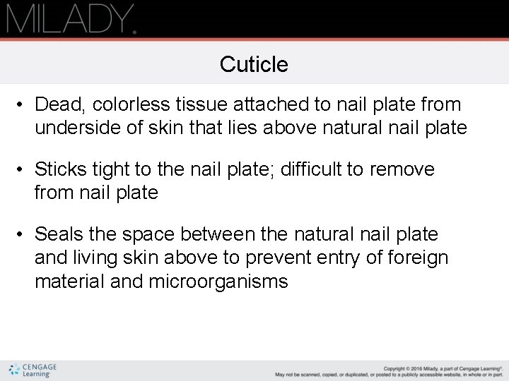 Cuticle • Dead, colorless tissue attached to nail plate from underside of skin that