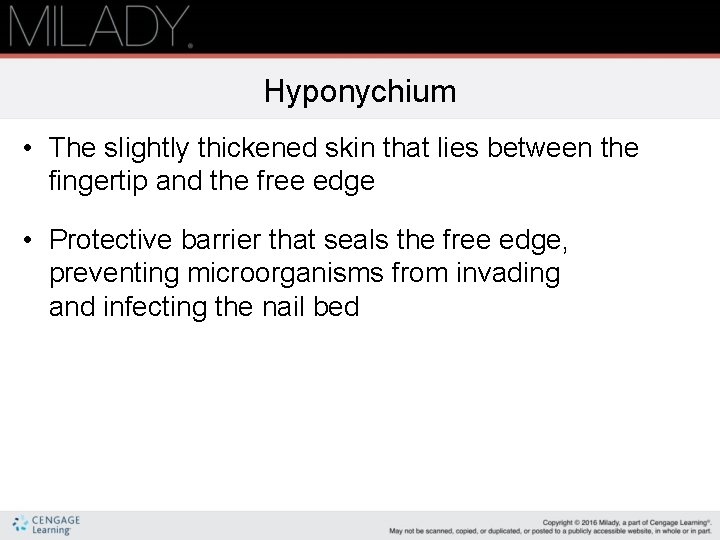 Hyponychium • The slightly thickened skin that lies between the fingertip and the free Hyponychium • The slightly thickened skin that lies between the fingertip and the free