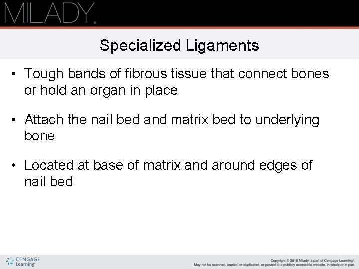 Specialized Ligaments • Tough bands of fibrous tissue that connect bones or hold an Specialized Ligaments • Tough bands of fibrous tissue that connect bones or hold an