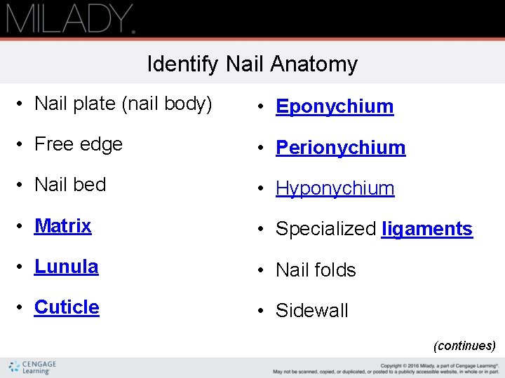 Identify Nail Anatomy • Nail plate (nail body) • Eponychium • Free edge •