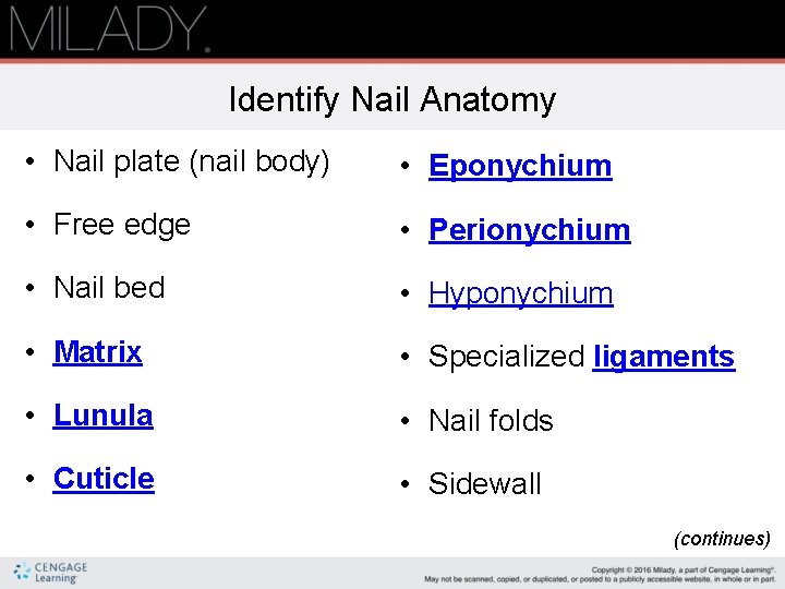 Identify Nail Anatomy • Nail plate (nail body) • Eponychium • Free edge • Identify Nail Anatomy • Nail plate (nail body) • Eponychium • Free edge •