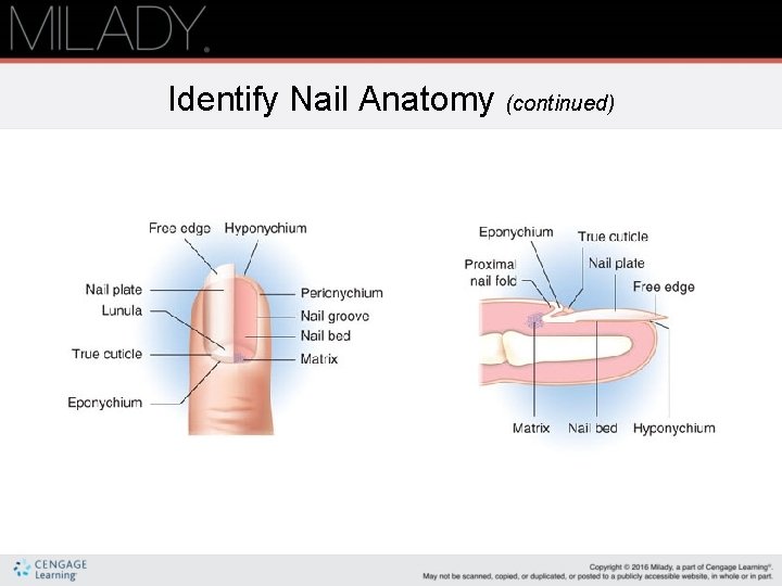 Identify Nail Anatomy (continued) 