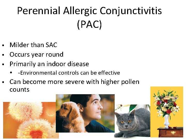 Perennial Allergic Conjunctivitis (PAC) Milder than SAC Occurs year round Primarily an indoor disease