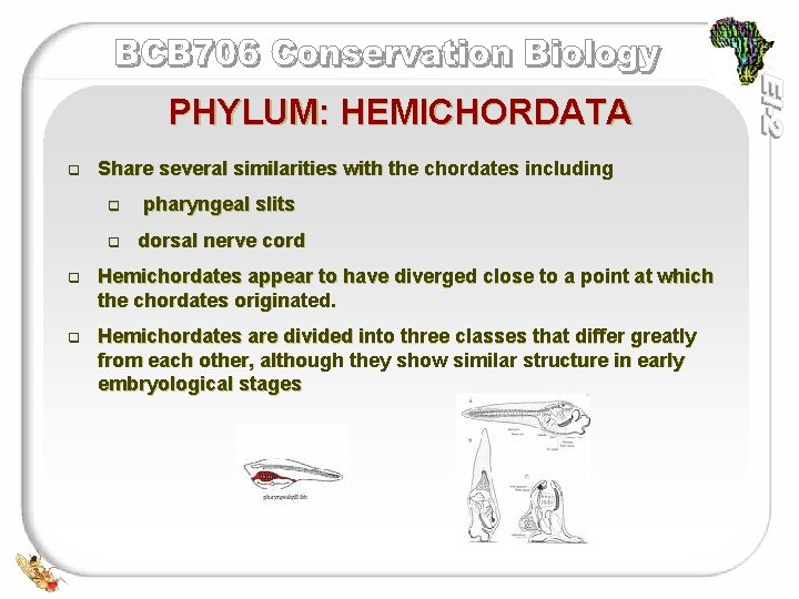 PHYLUM: HEMICHORDATA q Share several similarities with the chordates including q pharyngeal slits q