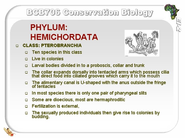 PHYLUM: HEMICHORDATA q CLASS: PTEROBRANCHIA q Ten species in this class q Live in