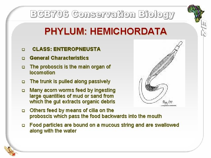 PHYLUM: HEMICHORDATA q CLASS: ENTEROPNEUSTA q General Characteristics q The proboscis is the main