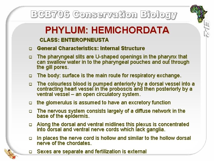 PHYLUM: HEMICHORDATA CLASS: ENTEROPNEUSTA q General Characteristics: Internal Structure q The pharyngeal slits are