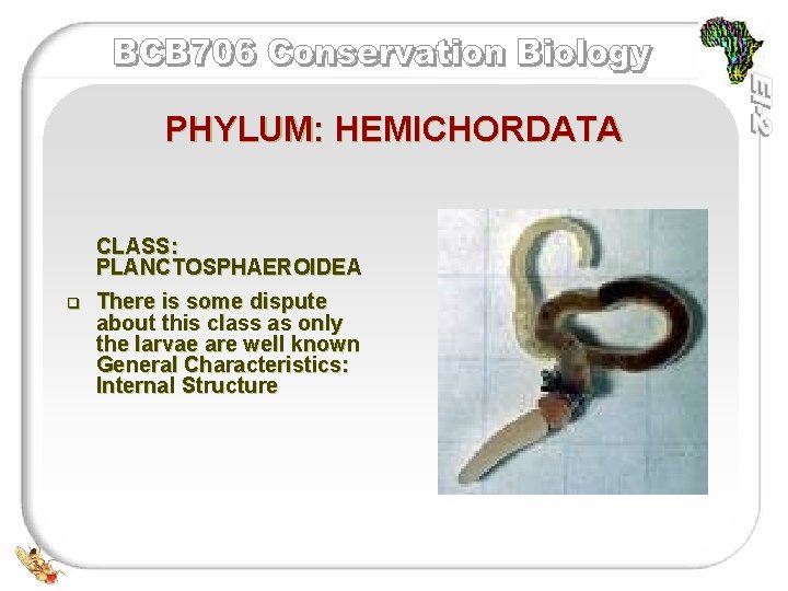 PHYLUM: HEMICHORDATA CLASS: PLANCTOSPHAEROIDEA q There is some dispute about this class as only
