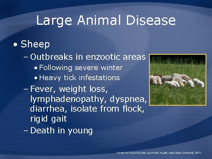 Large Animal Disease • Sheep – Outbreaks in enzootic areas • Following severe winter