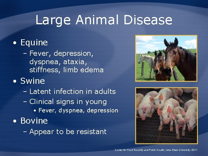 Large Animal Disease • Equine – Fever, depression, dyspnea, ataxia, stiffness, limb edema •