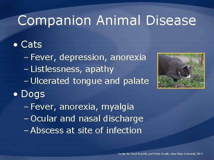 Companion Animal Disease • Cats – Fever, depression, anorexia – Listlessness, apathy – Ulcerated