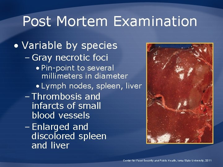 Post Mortem Examination • Variable by species – Gray necrotic foci • Pin-point to