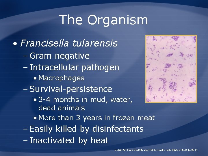 The Organism • Francisella tularensis – Gram negative – Intracellular pathogen • Macrophages –