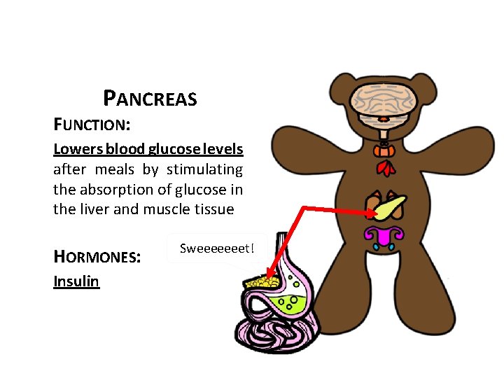 PANCREAS FUNCTION: Lowers blood glucose levels after meals by stimulating the absorption of glucose
