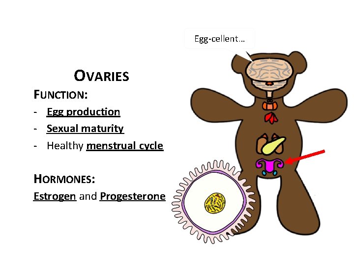 Egg-cellent… OVARIES FUNCTION: - Egg production - Sexual maturity - Healthy menstrual cycle HORMONES: