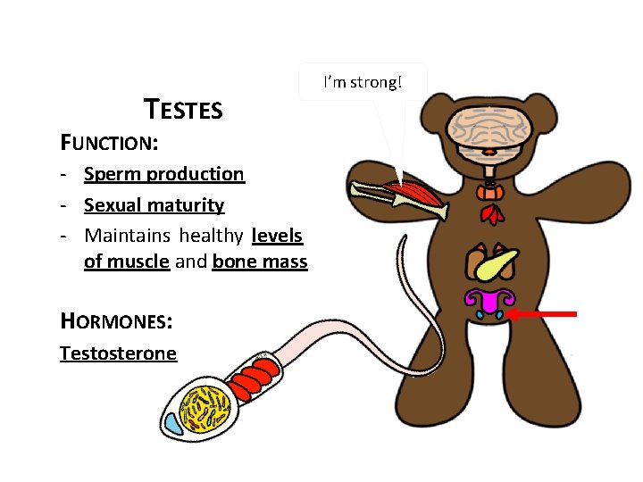 TESTES FUNCTION: - Sperm production - Sexual maturity - Maintains healthy levels of muscle