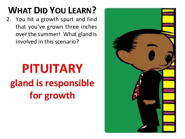 WHAT DID YOU LEARN? 2. You hit a growth spurt and find that you’ve