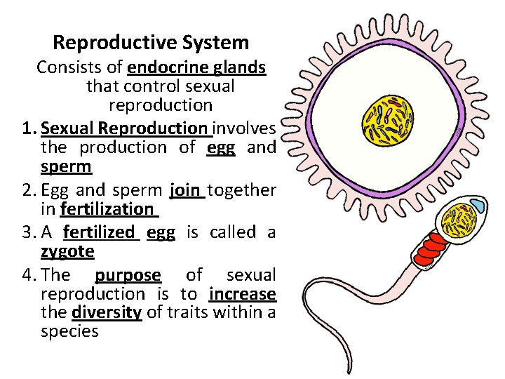 Reproductive System Consists of endocrine glands that control sexual reproduction 1. Sexual Reproduction involves