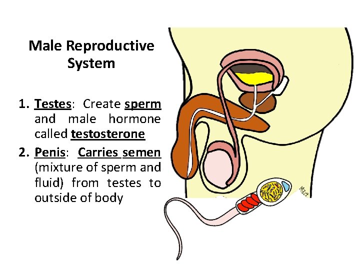 Male Reproductive System 1. Testes: Create sperm and male hormone called testosterone 2. Penis: