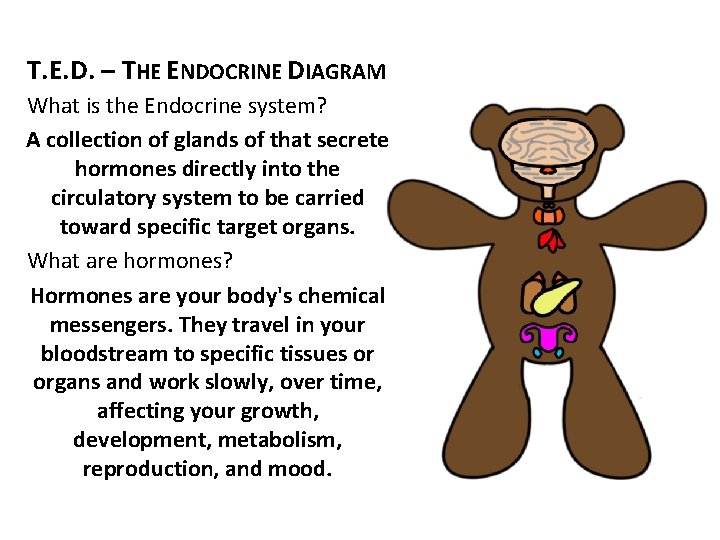 T. E. D. – THE ENDOCRINE DIAGRAM What is the Endocrine system? A collection
