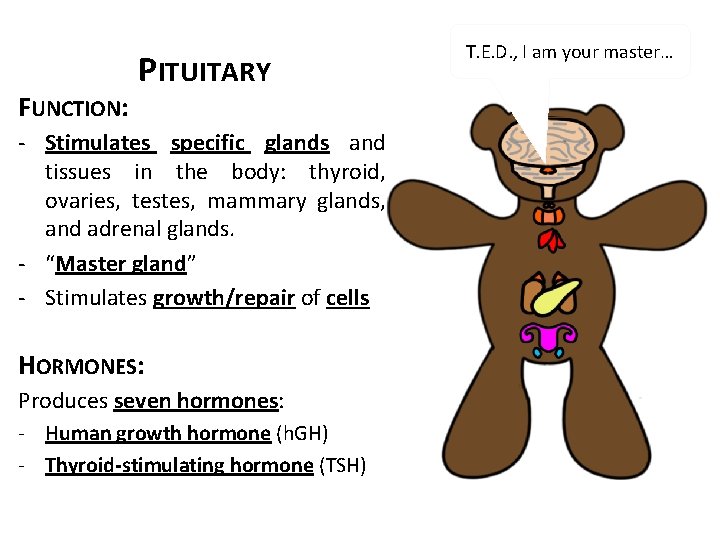 FUNCTION: PITUITARY - Stimulates specific glands and tissues in the body: thyroid, ovaries, testes,
