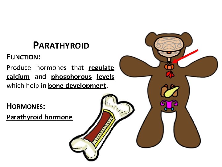 PARATHYROID FUNCTION: Produce hormones that regulate calcium and phosphorous levels which help in bone