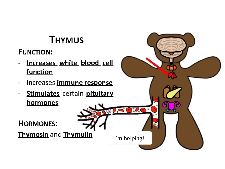 THYMUS FUNCTION: - Increases white blood cell function - Increases immune response - Stimulates
