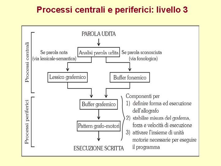 Processi centrali e periferici: livello 3 