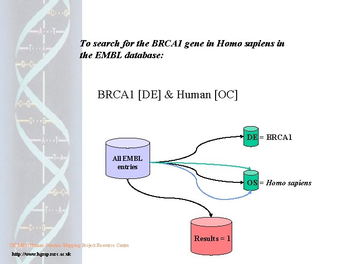 To search for the BRCA 1 gene in Homo sapiens in the EMBL database: To search for the BRCA 1 gene in Homo sapiens in the EMBL database: