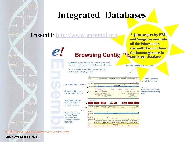 Integrated Databases Ensembl: http: //www. ensembl. org UK MRC Human Genome Mapping Project Resource Integrated Databases Ensembl: http: //www. ensembl. org UK MRC Human Genome Mapping Project Resource