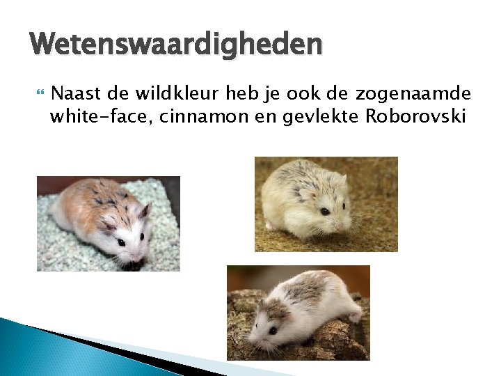 Wetenswaardigheden Naast de wildkleur heb je ook de zogenaamde white-face, cinnamon en gevlekte Roborovski