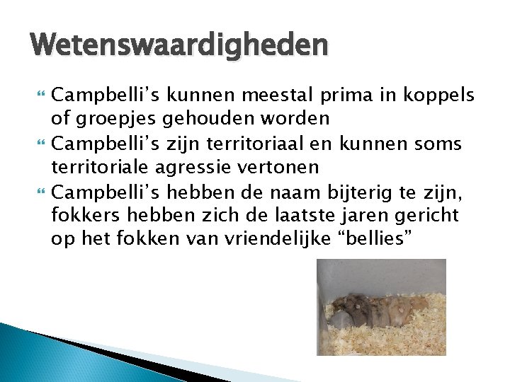 Wetenswaardigheden Campbelli’s kunnen meestal prima in koppels of groepjes gehouden worden Campbelli’s zijn territoriaal