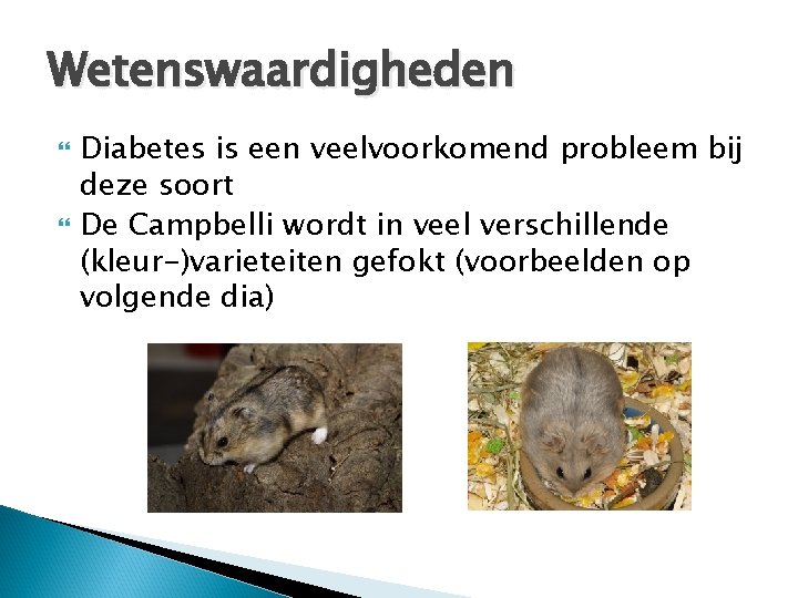 Wetenswaardigheden Diabetes is een veelvoorkomend probleem bij deze soort De Campbelli wordt in veel