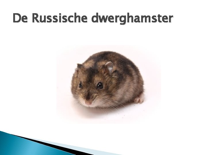 De Russische dwerghamster 