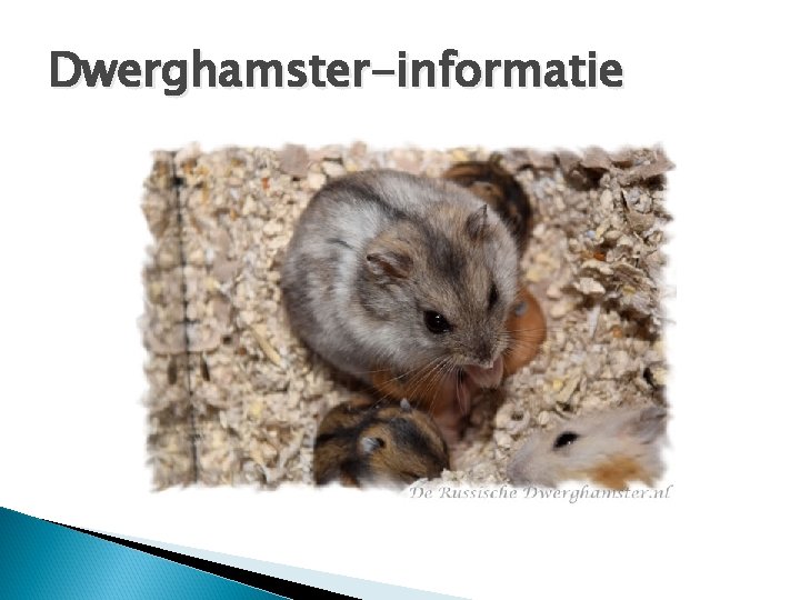 Dwerghamster-informatie 