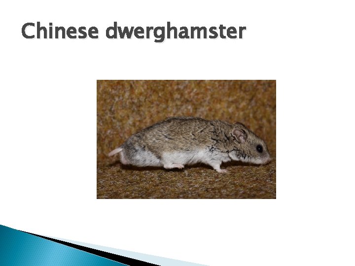 Chinese dwerghamster 