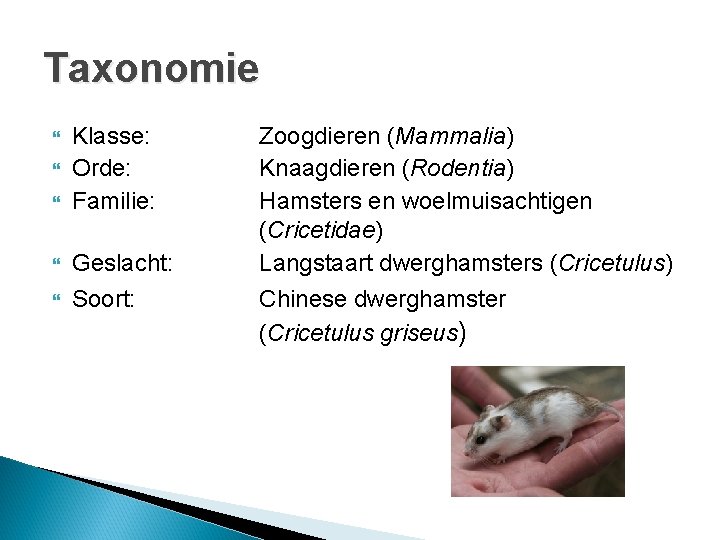 Taxonomie Klasse: Orde: Familie: Geslacht: Soort: Zoogdieren (Mammalia) Knaagdieren (Rodentia) Hamsters en woelmuisachtigen (Cricetidae)